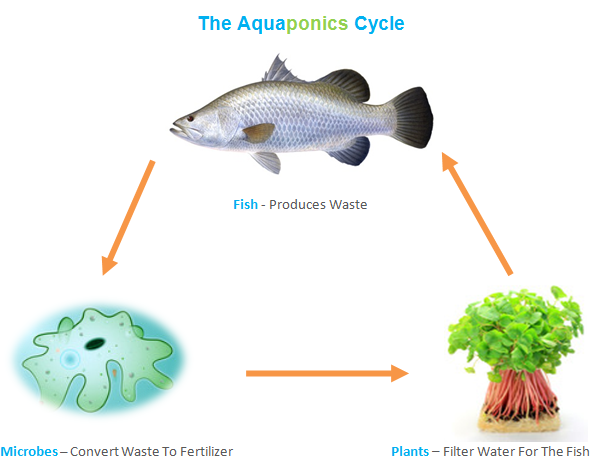 O Ciclo da Aquaponia