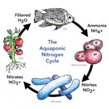 Ciclo do Nitrogênio na Aquaponia