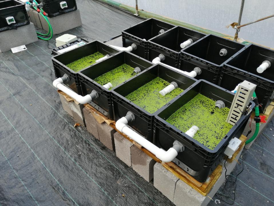 Cama de cultivo