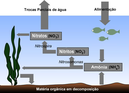 Ciclo do Nitrogênio